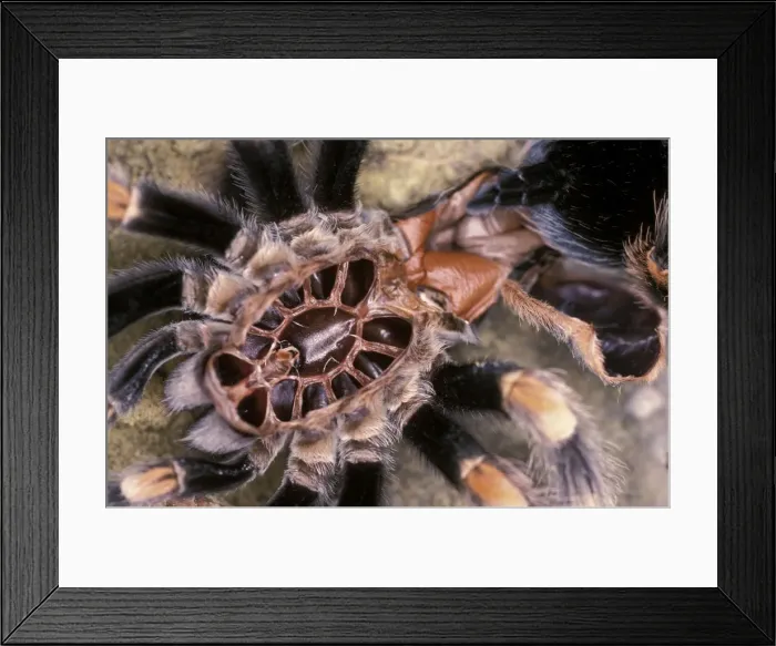 Framed Print : Mexican Red Leg / Knee Tarantula Spider PPG 1443 Moulting Brachypelma (euathlus) smithi © Pascal Goetgheluck / ARDEA LONDON Framed Print : Mexican Red Leg / Knee Tarantula Spider PPG 1443 Moulting Brachypelma (euathlus) smithi © Pascal Goetgheluck / ARDEA LONDON