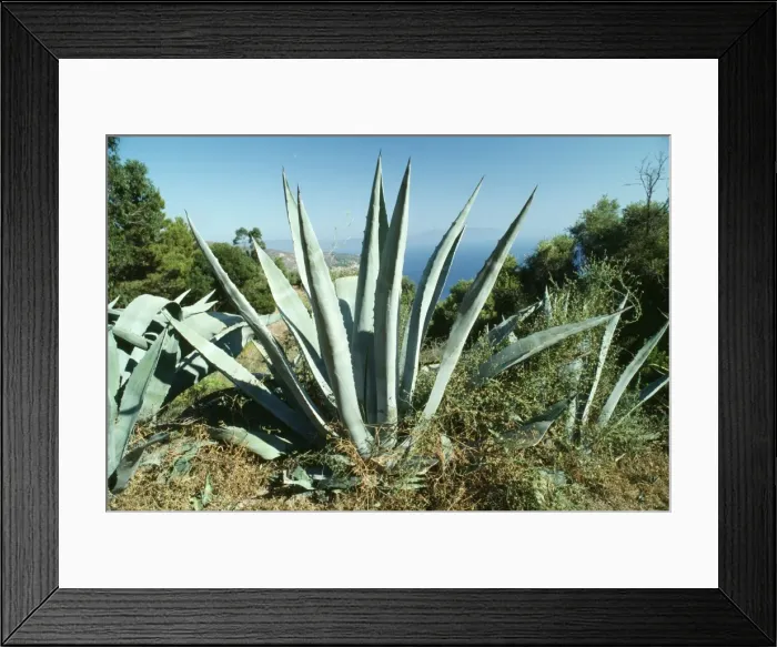 Framed Print : Agave americana - climate change garden species Framed Print : Agave americana - climate change garden species