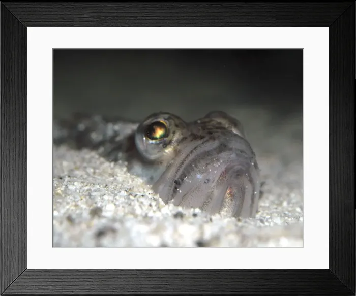 Framed Print : Lesser Weever Fish, coastal NW Europe & Med Framed Print : Lesser Weever Fish, coastal NW Europe & Med