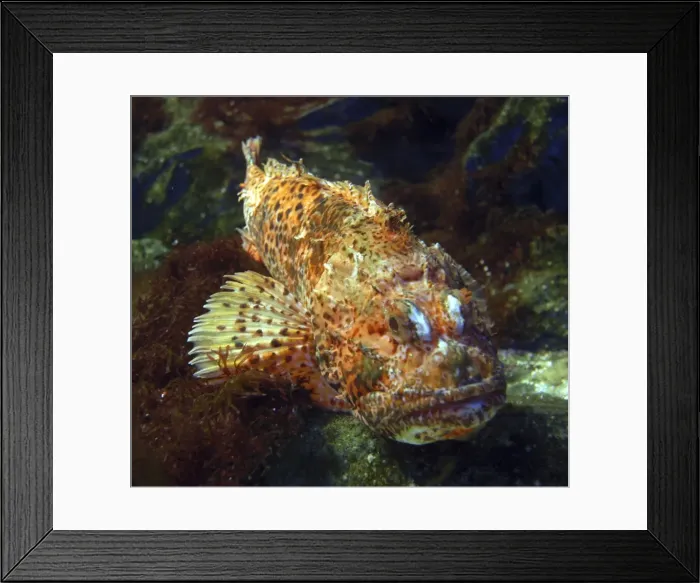 Framed Print : Red Scorpionfish- Mediterranean and east Atlantic Framed Print : Red Scorpionfish- Mediterranean and east Atlantic