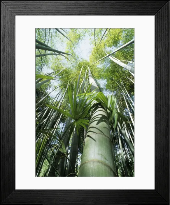 Framed Print : Bamboo. PPG-1178. Bamboo. Phyllostachys pubescens Framed Print : Bamboo. PPG-1178. Bamboo. Phyllostachys pubescens
