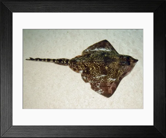 Framed Print : Thornback ray on seabed- European seas Framed Print : Thornback ray on seabed- European seas