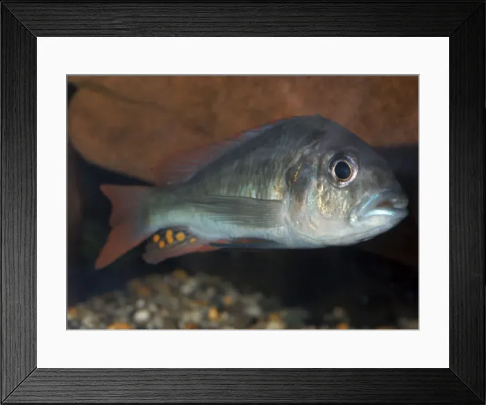 Framed Print : Lake Victoria cichlid, extinct in the wild Framed Print : Lake Victoria cichlid, extinct in the wild
