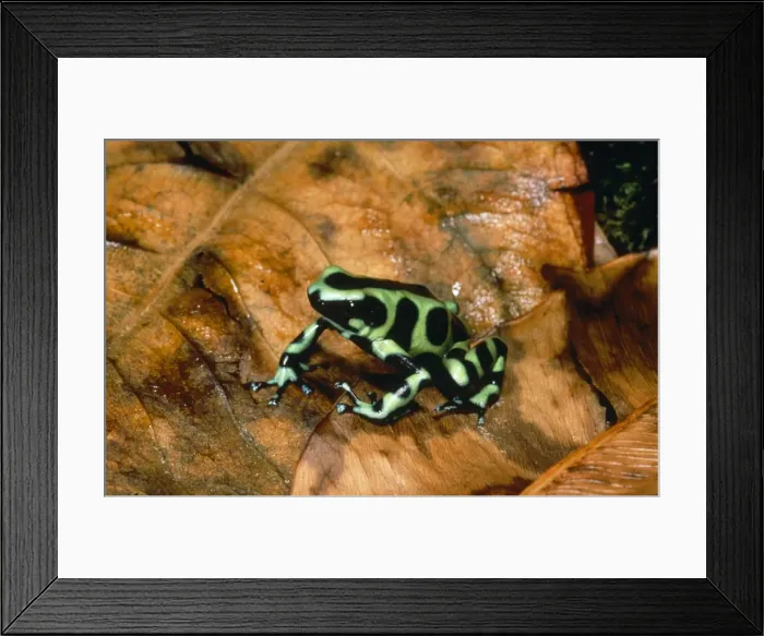 Framed Print : Poison Arrow Frog Panama Framed Print : Poison Arrow Frog Panama