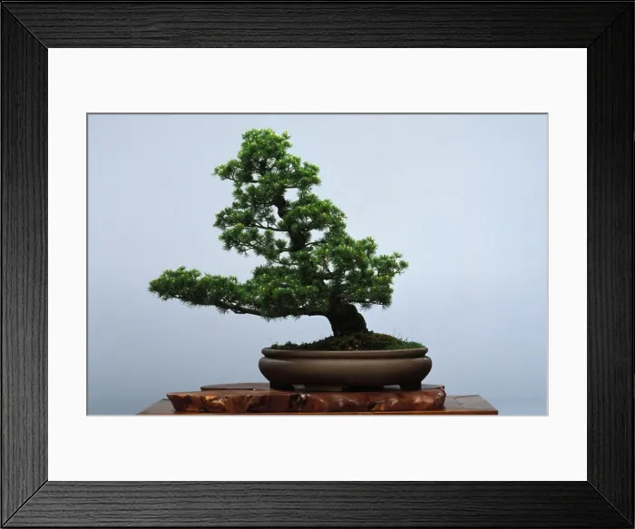 Framed Print : Shakan style - Bonsai 5 needles pine Framed Print : Shakan style - Bonsai 5 needles pine