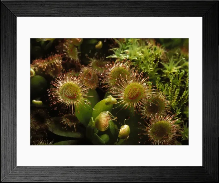 Framed Print : Drosera rosea Australia, New-Zealand Framed Print : Drosera rosea Australia, New-Zealand