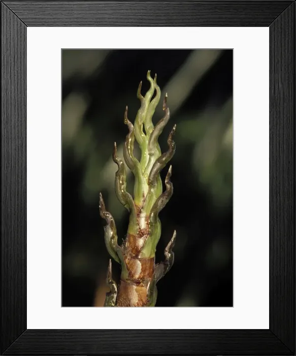 Framed Print : Bamboo - head of shoot. Native of China Framed Print : Bamboo - head of shoot. Native of China