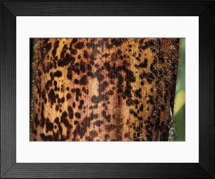 Framed Print : Bamboo - detail of the stubble Framed Print : Bamboo - detail of the stubble