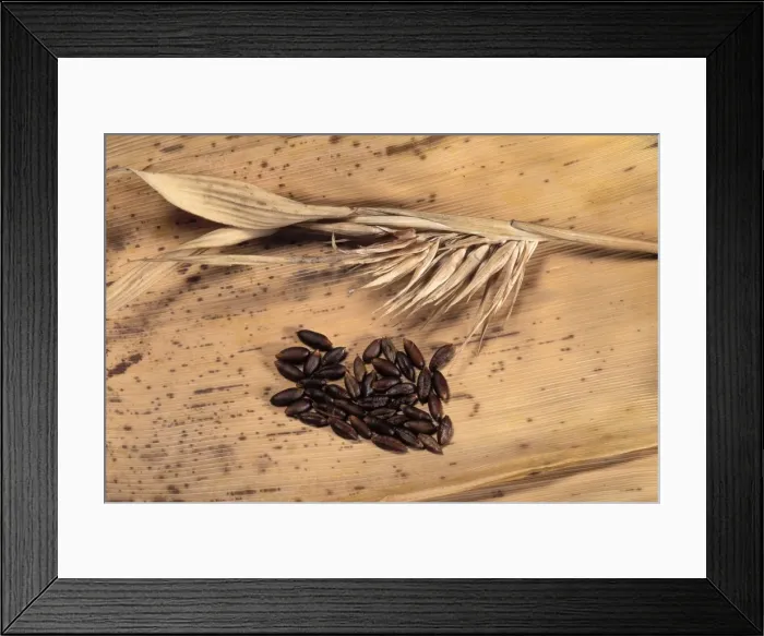Framed Print : Bamboo - dry flowers and seeds Framed Print : Bamboo - dry flowers and seeds