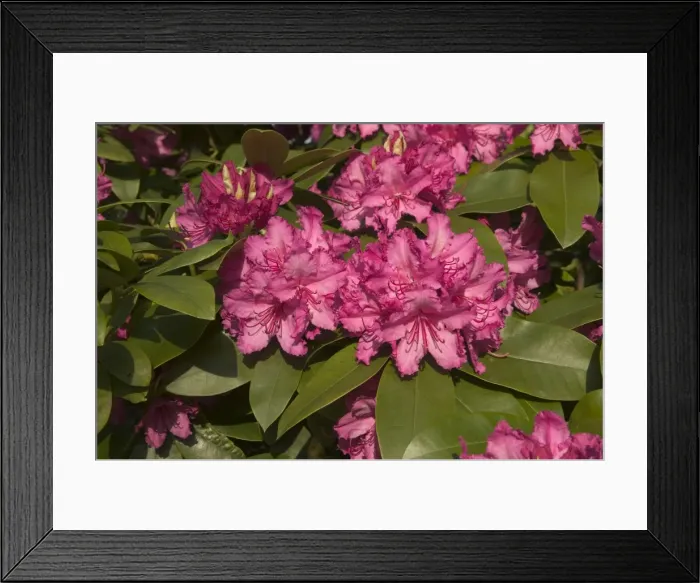 Framed Print : Rhododendron - close-up of flowers Framed Print : Rhododendron - close-up of flowers