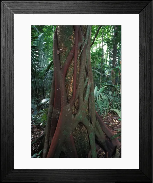Framed Print : Strangler Fig - around a trunck. French Guiana Framed Print : Strangler Fig - around a trunck. French Guiana