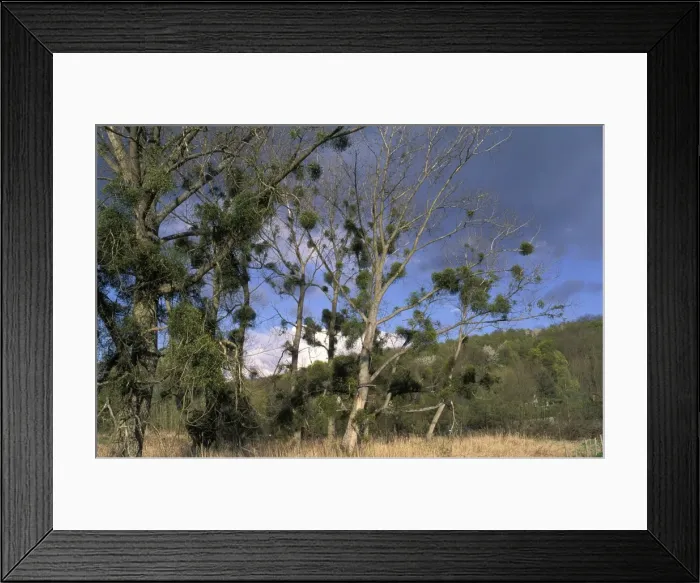 Framed Print : Mistletoe - on Poplar Tree. Europe Framed Print : Mistletoe - on Poplar Tree. Europe