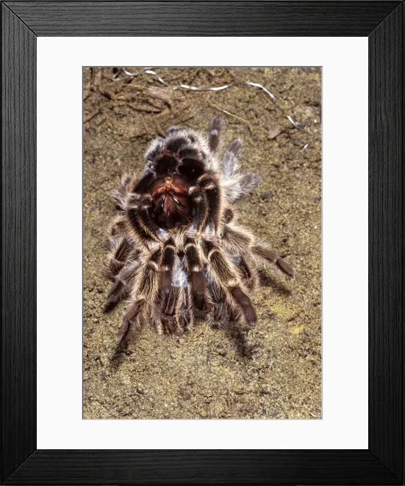 Framed Print : Chilean Rose Birdeating Tarantula Spider PPG 1451 Moulting Grammostola roseus Formerly: Phrixotrichus spatulata / roseus © Pascal Goetgheluck  /  ARDEA LONDON
