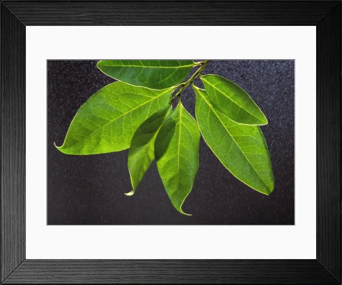 Framed Print : Canaries Laurel - the leaf captures moisture from the mists. Hierro's Island. The Canaries Framed Print : Canaries Laurel - the leaf captures moisture from the mists. Hierro's Island. The Canaries