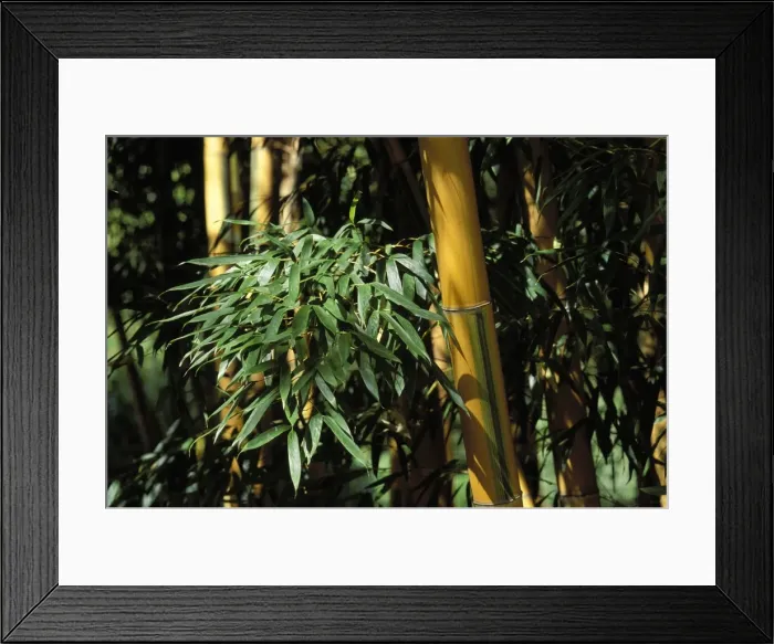 Framed Print : Bamboo - Stubbles and foliage Framed Print : Bamboo - Stubbles and foliage