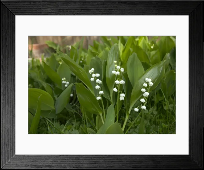 Framed Print : Lily of the valley Framed Print : Lily of the valley