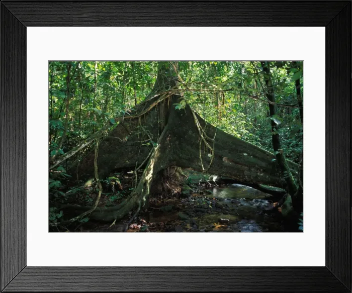 Framed Print : Strangler Figs - huge trunk above a water course French Guyana Forest Framed Print : Strangler Figs - huge trunk above a water course French Guyana Forest