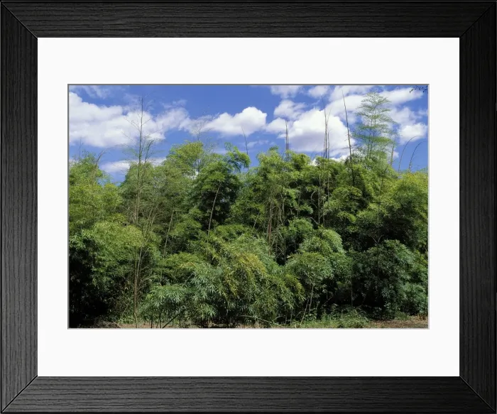 Framed Print : Bamboo “La Bambouseraie”. Anduze, France Framed Print : Bamboo “La Bambouseraie”. Anduze, France