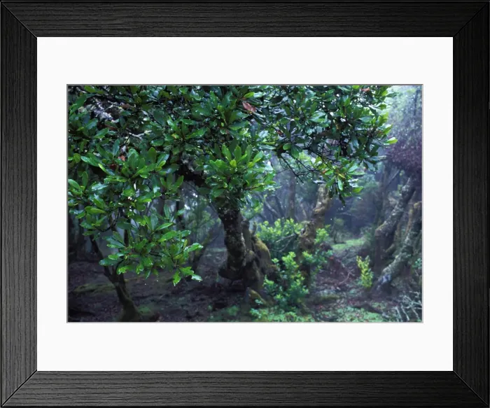 Framed Print : Canaries Laurel - the leaf of The captures moisture from the mists. Hierro's Island. The Canaries