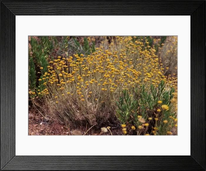 Framed Print : Curry Plant Framed Print : Curry Plant