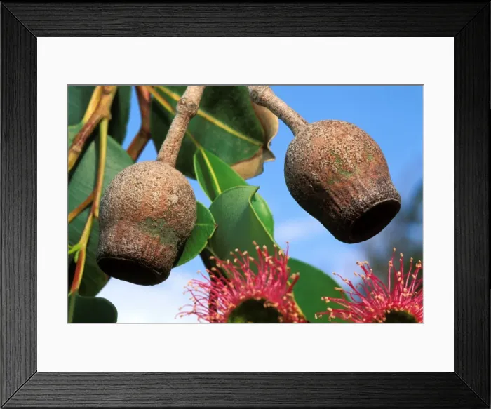 Framed Print : Eucalyptus - fruits Framed Print : Eucalyptus - fruits