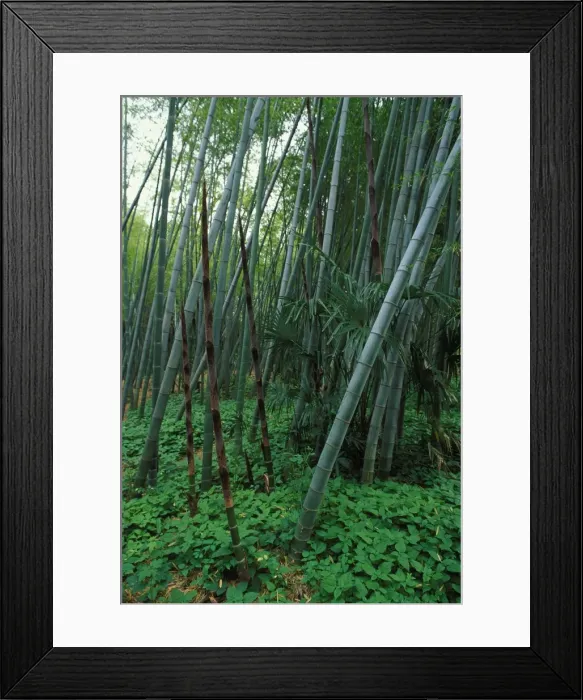 Framed Print : Bamboo - shoots emerging from the ground. Native of China Framed Print : Bamboo - shoots emerging from the ground. Native of China