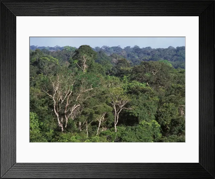 Framed Print : Rainforest - aerial view of French Guiana forest Framed Print : Rainforest - aerial view of French Guiana forest