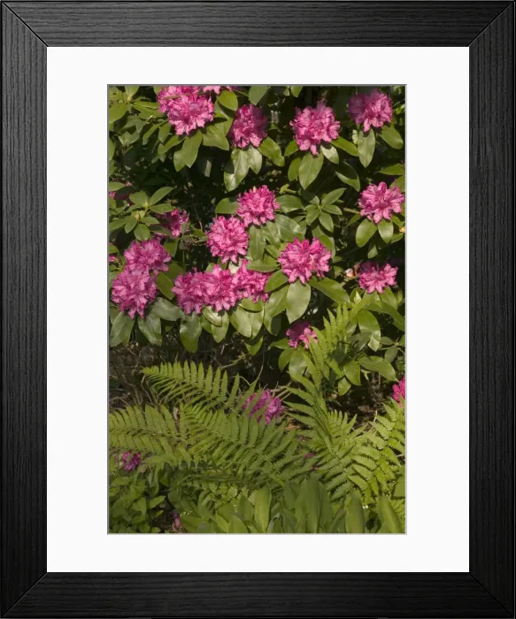 Framed Print : Rhododendron and fern Framed Print : Rhododendron and fern