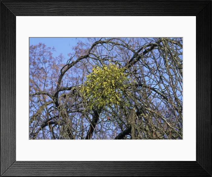 Framed Print : Mistletoe - on apple tree. Europe Framed Print : Mistletoe - on apple tree. Europe