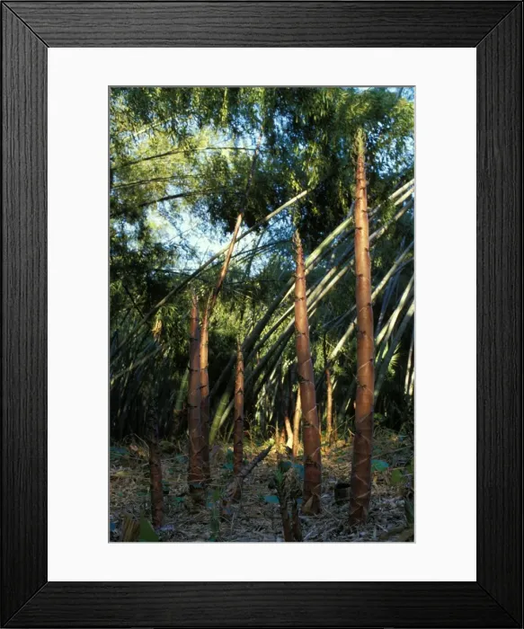 Framed Print : Bamboo - shoots emerging from the ground Framed Print : Bamboo - shoots emerging from the ground