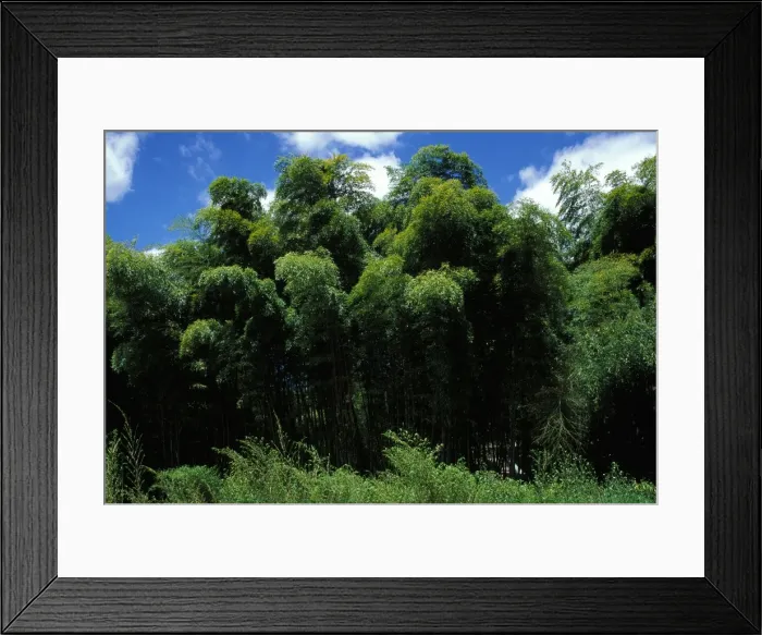 Framed Print : Bamboo Forest - “La Bambouseraie”. Anduze, France Framed Print : Bamboo Forest - “La Bambouseraie”. Anduze, France
