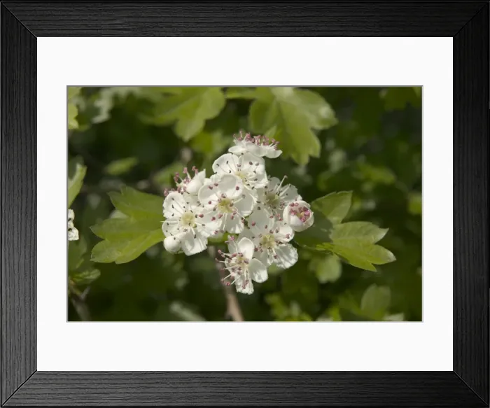Framed Print : Hawthorn - Thorn apple, blossom Europe Framed Print : Hawthorn - Thorn apple, blossom Europe
