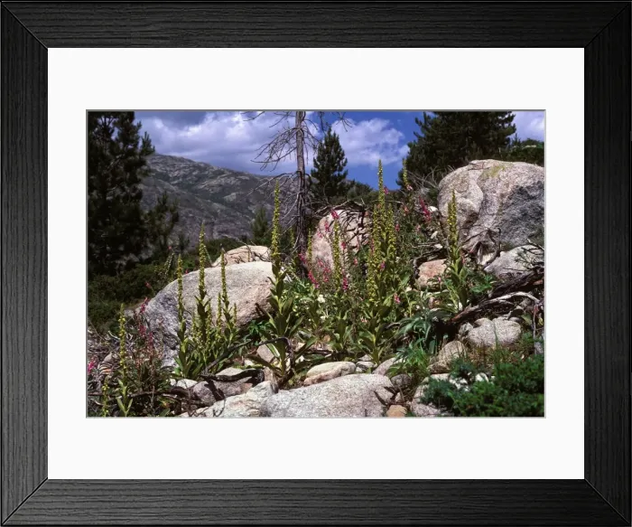 Framed Print : Foxglove - and other mountain plants Framed Print : Foxglove - and other mountain plants
