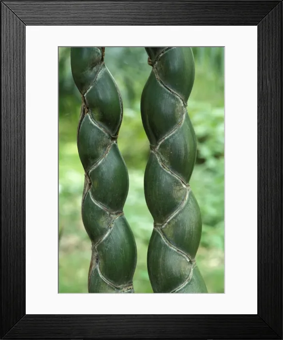 Framed Print : Kikko - rare and apreciated variety of bamboo Framed Print : Kikko - rare and apreciated variety of bamboo