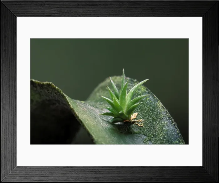 Framed Print : Sky Plant - young plant growing on a fellow creature Framed Print : Sky Plant - young plant growing on a fellow creature