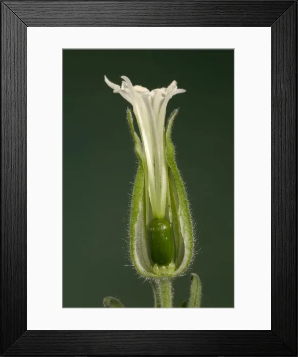Framed Print : White Campion - cross-section of a female flower Europe Framed Print : White Campion - cross-section of a female flower Europe