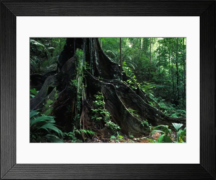 Framed Print : Strangler Figs - trunk of a large tree in the forest of french Guyana Framed Print : Strangler Figs - trunk of a large tree in the forest of french Guyana