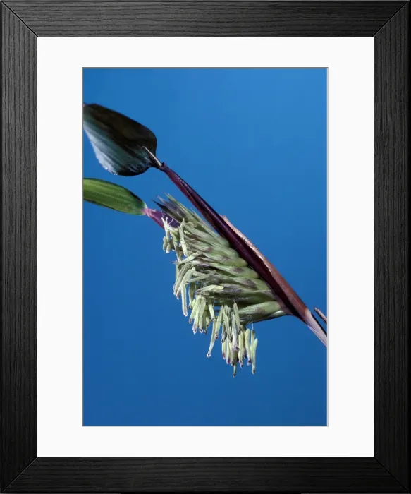 Framed Print : Bamboo flowers Framed Print : Bamboo flowers