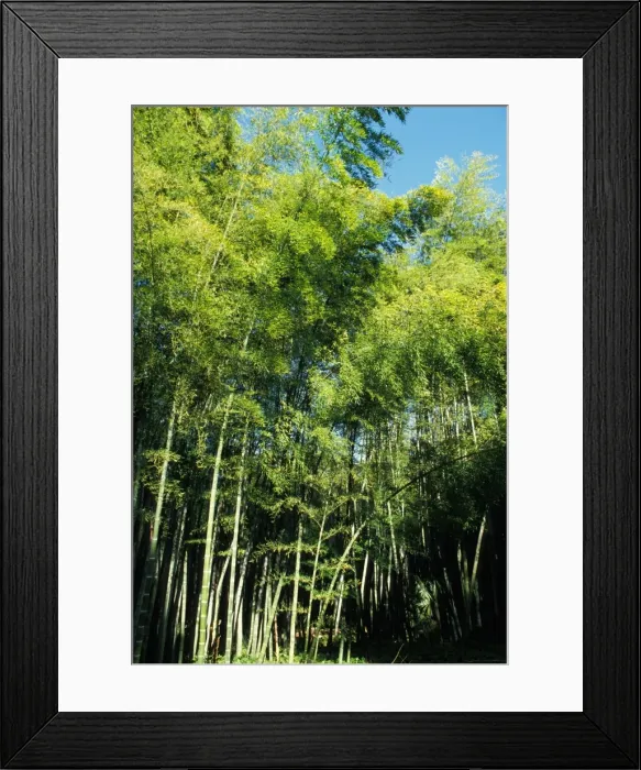 Framed Print : Bamboo - forest Framed Print : Bamboo - forest