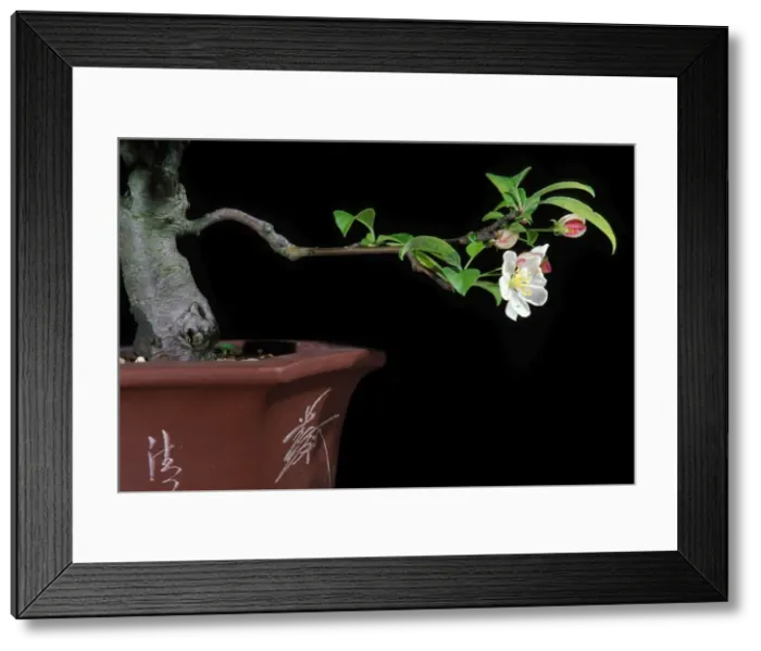 Framed Print : Bonsai Apple-tree Framed Print : Bonsai Apple-tree