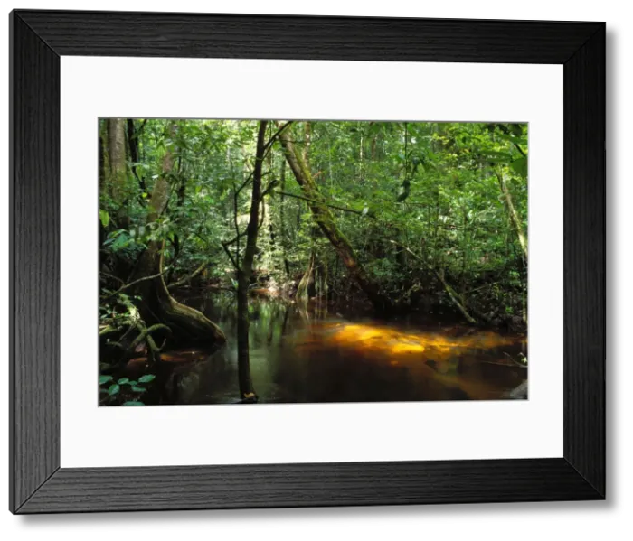 Framed Print : French Guiana Forest Framed Print : French Guiana Forest