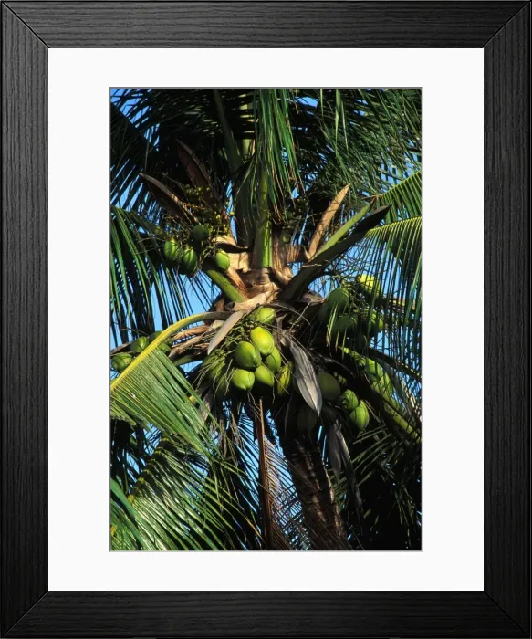 Framed Print : Coconut Tree Framed Print : Coconut Tree