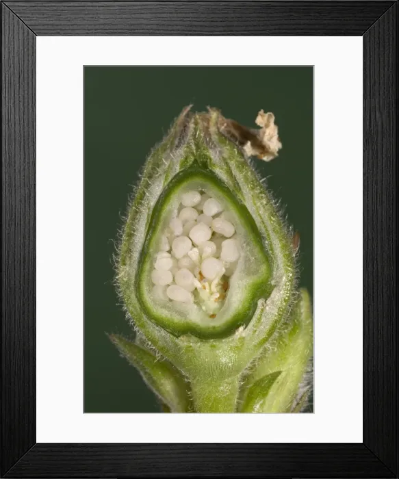 Framed Print : White Campion - cross-section of a fruit with its seeds. Europe Framed Print : White Campion - cross-section of a fruit with its seeds. Europe