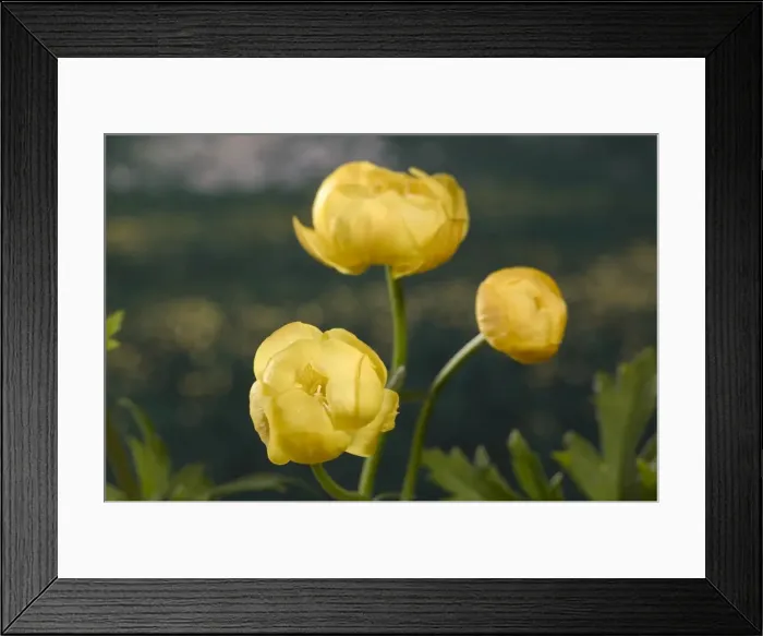 Framed Print : Globe flower. Europe Framed Print : Globe flower. Europe