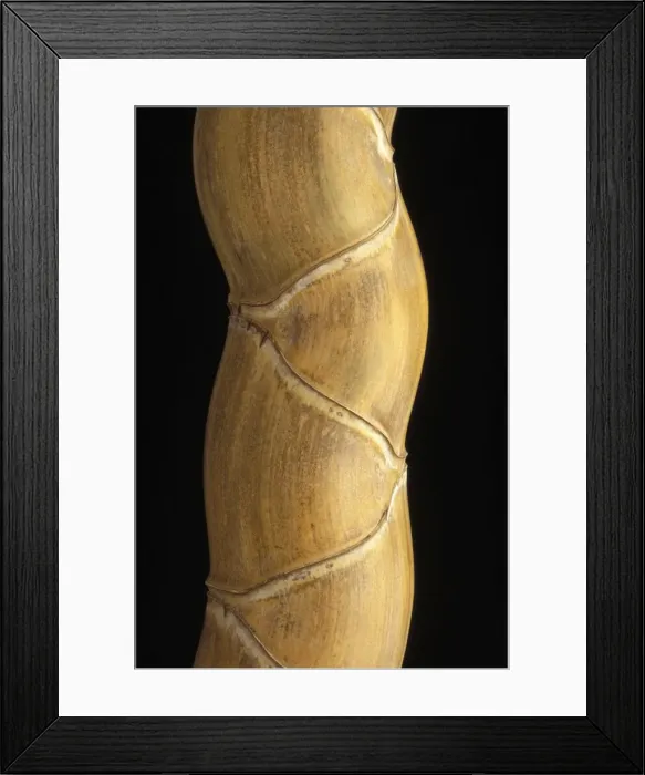 Framed Print : Phyllostachys pubescens h. Kikko'. Rare and apreciated variety of bamboo Framed Print : Phyllostachys pubescens h. Kikko'. Rare and apreciated variety of bamboo