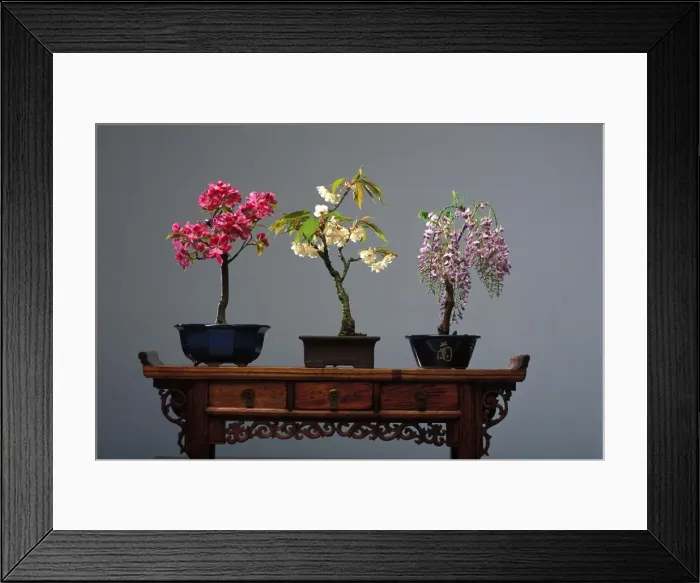 Framed Print : Wistaria, Prunus and Malus - Wistaria, bonsai Japenese peach and Malus trees