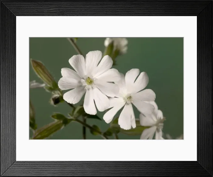 Framed Print : White Campion - Male flowers. Europe Framed Print : White Campion - Male flowers. Europe