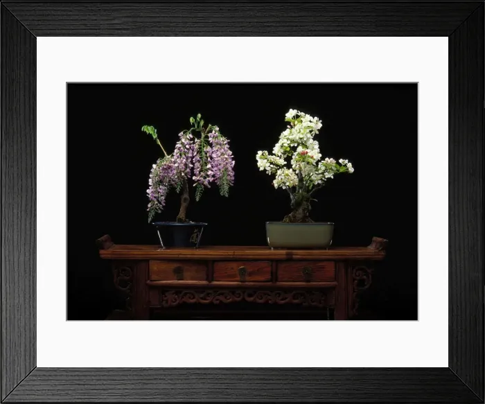 Framed Print : Wistaria floribunda and Malus cerasifera - Bonsai wisteria and apple trees Framed Print : Wistaria floribunda and Malus cerasifera - Bonsai wisteria and apple trees