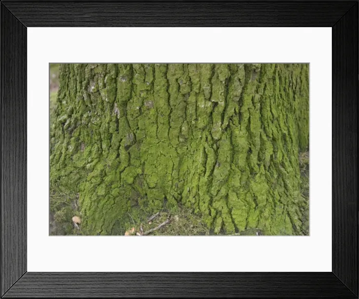 Framed Print : OAK Tree - close-up of bark Framed Print : OAK Tree - close-up of bark