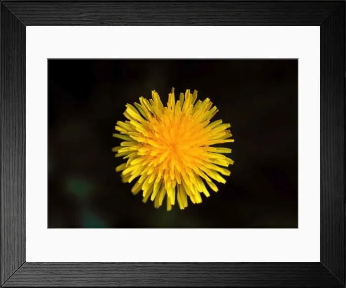 Framed Print : Common Dandelion Flower Framed Print : Common Dandelion Flower